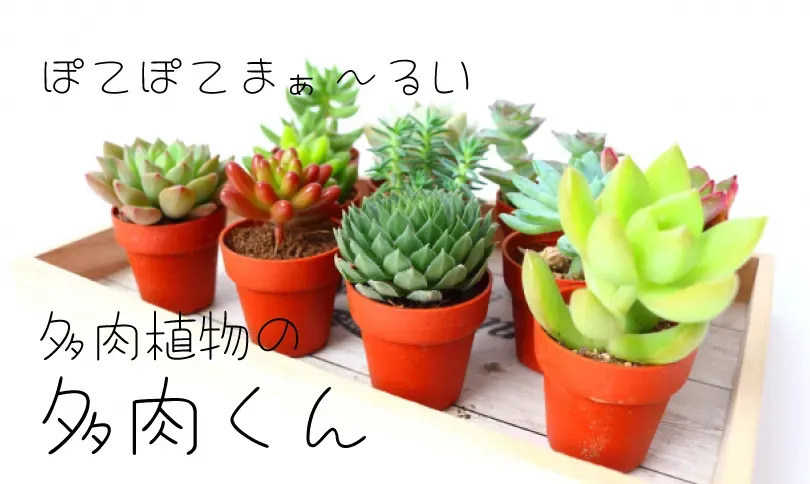 多肉植物 風水：驚きの効果を実感！運気を劇的に変える配置と育て方